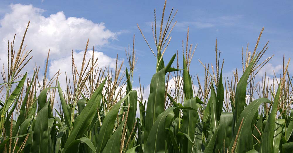 corn tassels