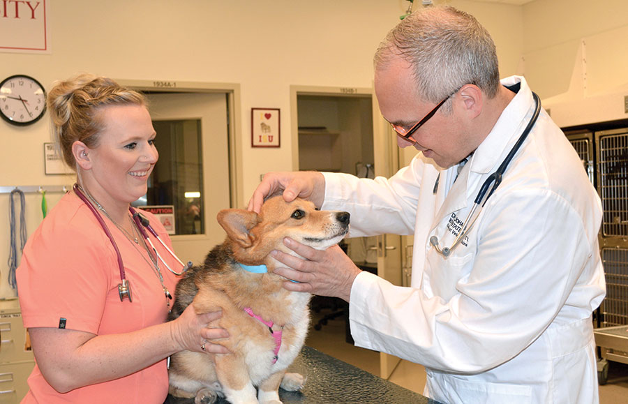 Iowa State University veterinary oncologist Chad Johannes (right) will team up with UI physicians in the Side by Side in Cancer Research program.