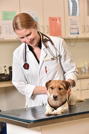 Iowa State assistant professor Margaret Musser is among the members of the university’s veterinary oncology team.
